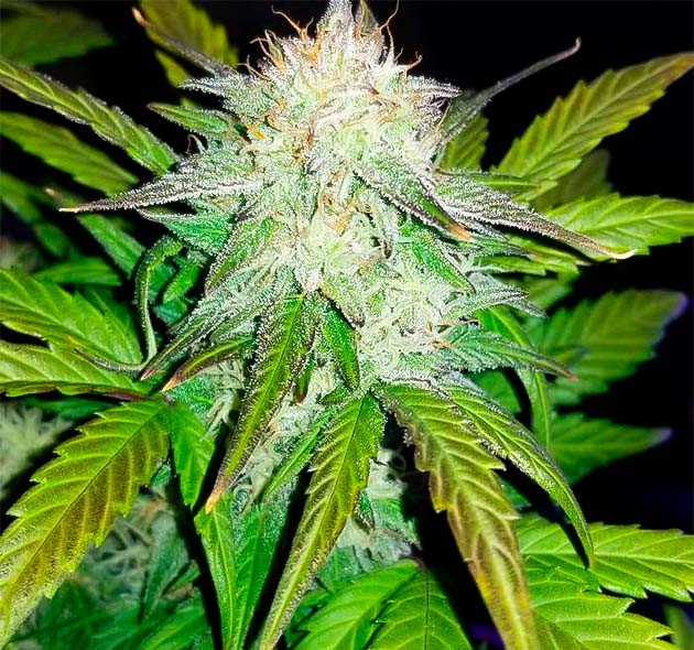 Каннабис на 8 неделе выращивания Активный рост марихуаны