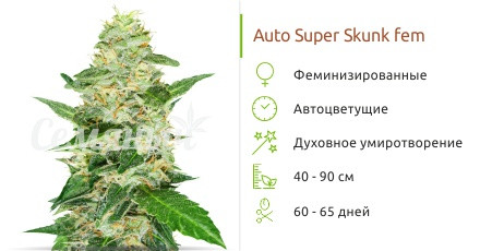 Сорт марихуаны Auto Super Skunk Auto Super Skunk от Семяныча