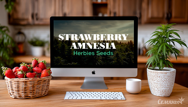 Выращивание сорта марихуаны Strawberry Amnesia от Herbies Seeds Гроурепорт сорта Strawberry Amnesia от Herbies Seeds