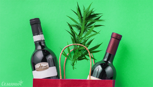 Разница воздействия марихуаны и алкоголя на организм человека Конопля и алкоголь