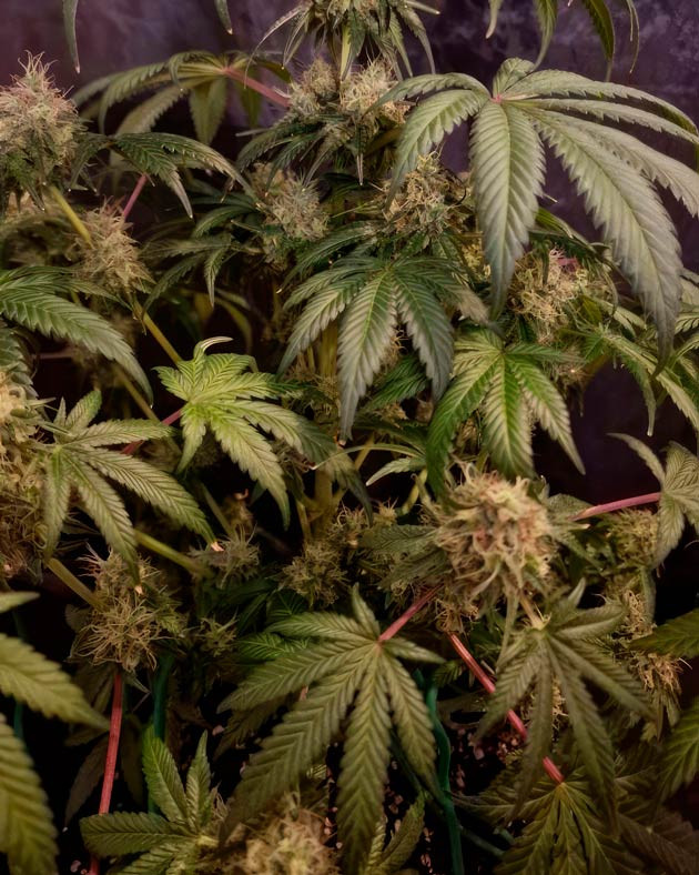 Полив конопли 15 неделя выращивания каннабиса