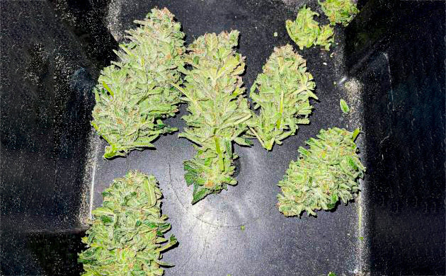 Урожай Lemon Pie Auto Собранные шишки