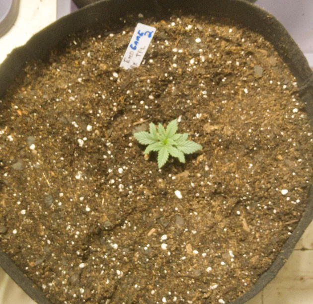 Полив марихуаны Росток End Game R2