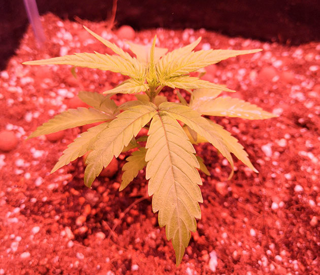 Небольшой росток с несколькими этажами листьев