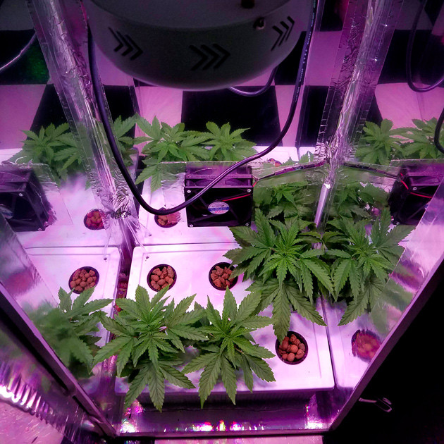 3 неделя вегетации Big Bang Auto 3 куста конопли