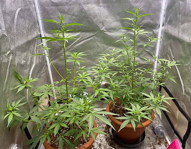 Тренировка растения Banana Purple Punch Auto