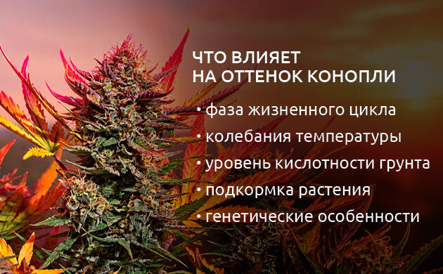 Факторы, которые влияют на цвет конопли