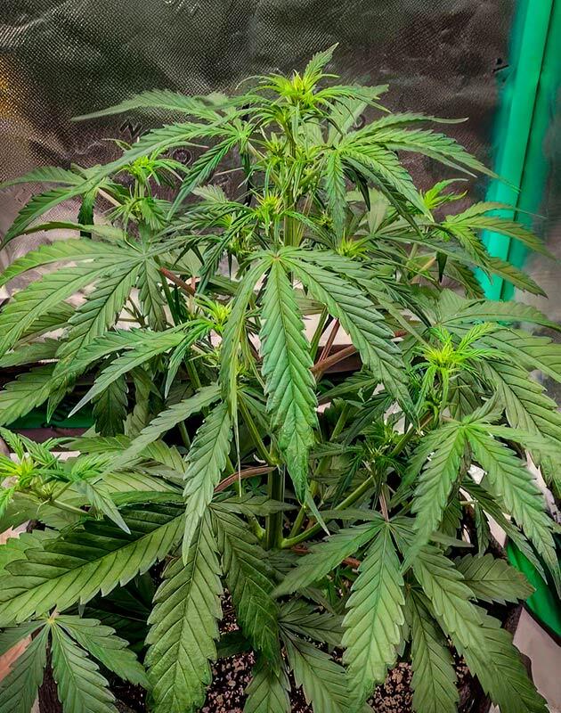 Начало цветения и активное развитие автоцвета Каннабис ростом 33 см