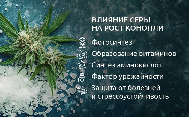 Сера и фотосинтез