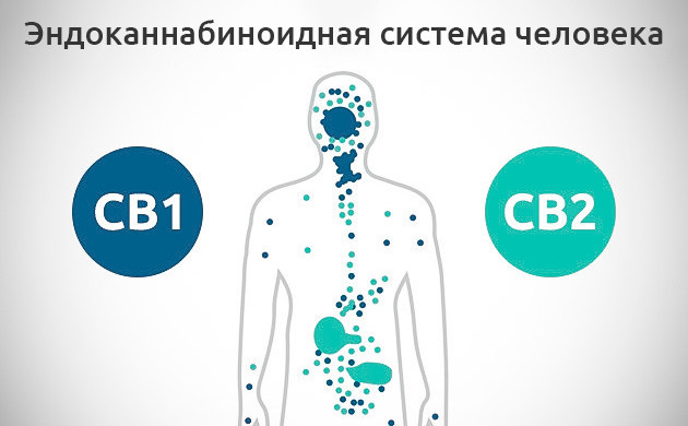 Бета-кариофиллен – самый распространнный терпен конопли Эндоканнабиноидная система человека