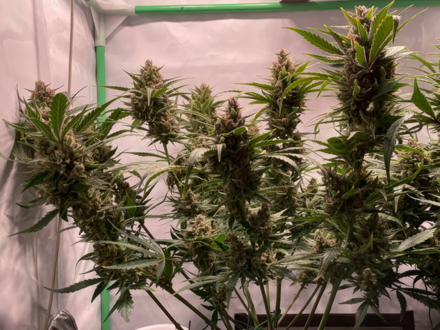 Появление смолы на бутонах Кусты Apricot Auto от FastBuds на 9 неделе выращивания