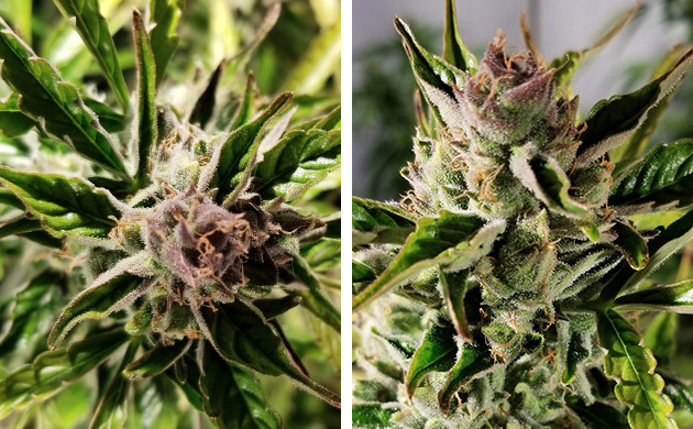 5-ая неделя цветения каннабиса