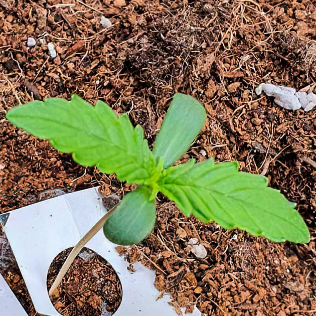 Росток Keep Frosted Guava Auto от Seedkeepers на 1 неделе