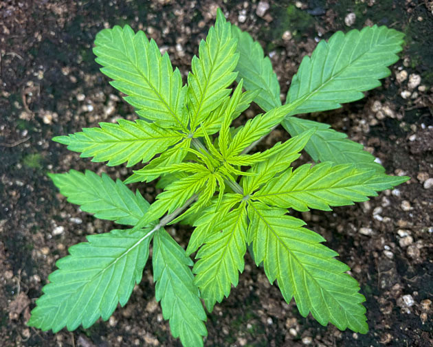 Быстрый рост Titan F1 Auto