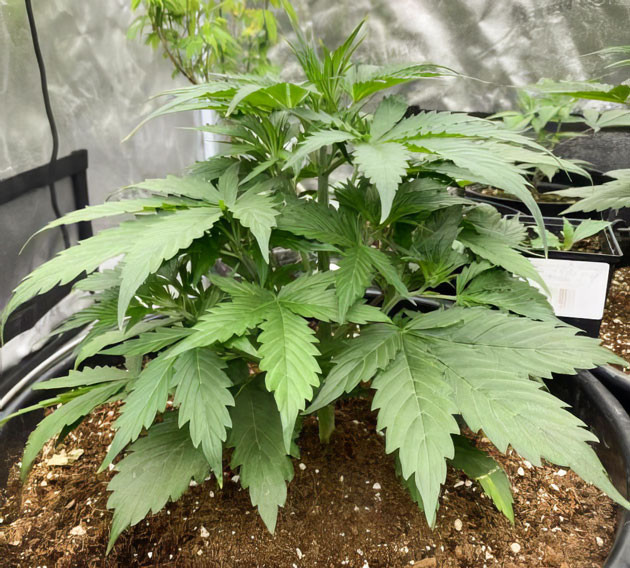 Применение различных тренировок Куст Strawberry Gorilla Auto ростом 10 см