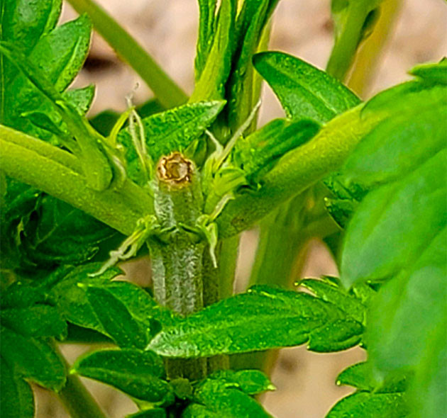 Проведение топпинга Куст Sweet Zenzation XL Auto на 3 неделе