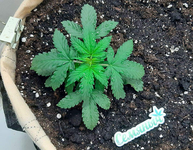 Растишка Gorilla Cookies Auto на стадии вегетации