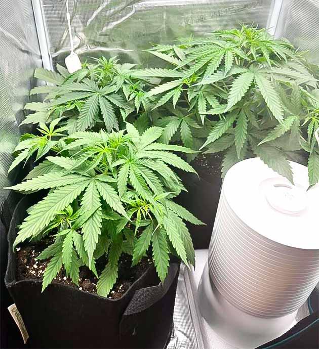 Появление запаха у конопли 4 неделя выращивания марихуаны