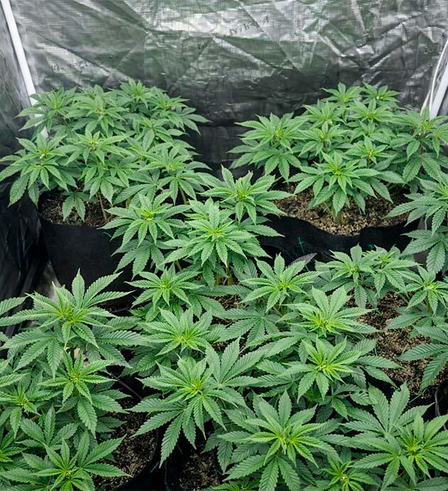 Подготовка к установке ScrOG Кусты конопли ростом 30 см