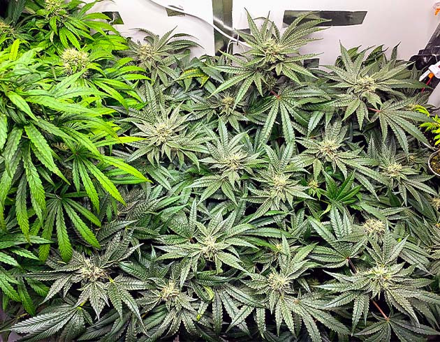 Стимуляция цветения куста Pineapple Chunk