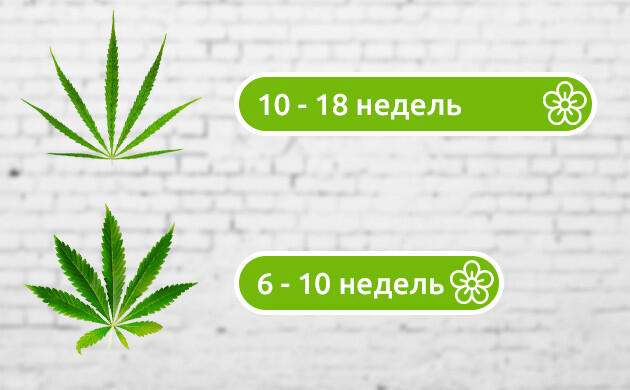 Цветение