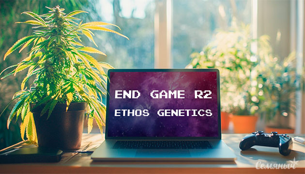 Выращивание сорта конопли End Game R2 от Ethos Genetics Гроурепорт сорта End Game R2 от Ethos Genetics