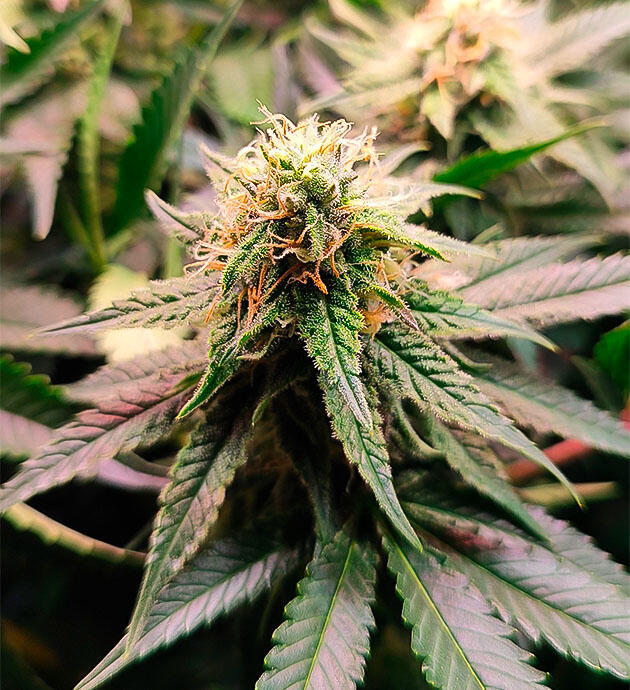 11 неделя выращивания сорта Gorilla Zkittlez от Семяныча