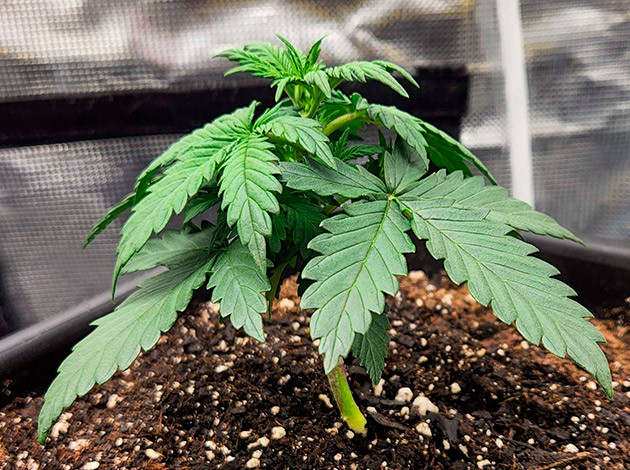 Компактная крона у Gorilla Punch Auto Первые результаты роста Gorilla Punch Auto