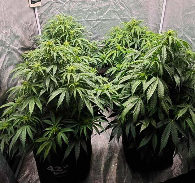 Начало цветения Куст Z-Up Auto от FastBuds на 4 неделе