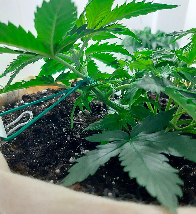 Растишка Gorilla Cookies Auto от FastBuds на 4 неделе