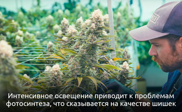 Что такое фотообесцвечивание Потеря пигментации у конопли