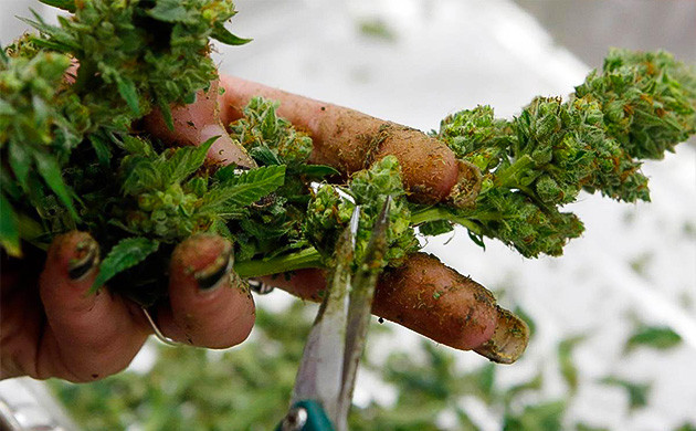 Влажный маникюр каннабиса