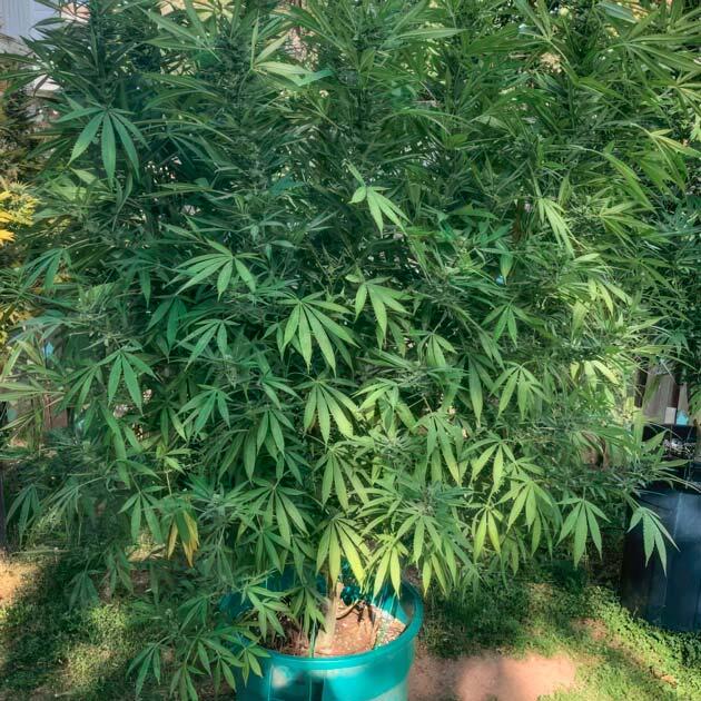Развитие соцветий 18 неделя развития Jack Herer от Seedkeepers