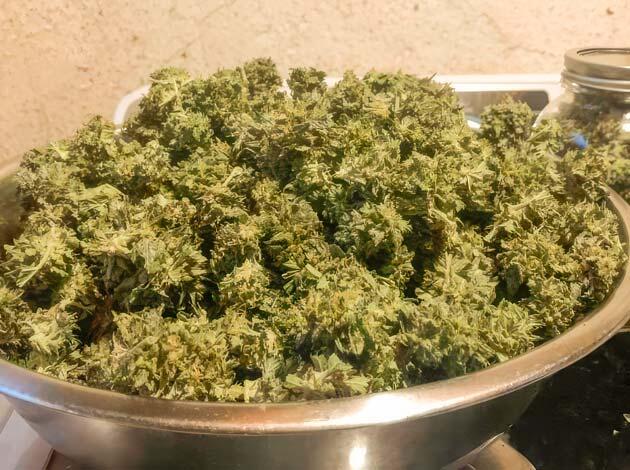 Итоговые впечатления от сорта Харвест Jack Herer