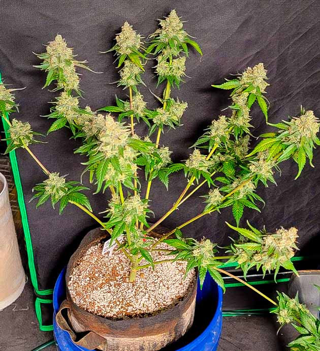 Заключительные недели развития Куст Sweet Zenzation XL Auto на заключительных неделях развития