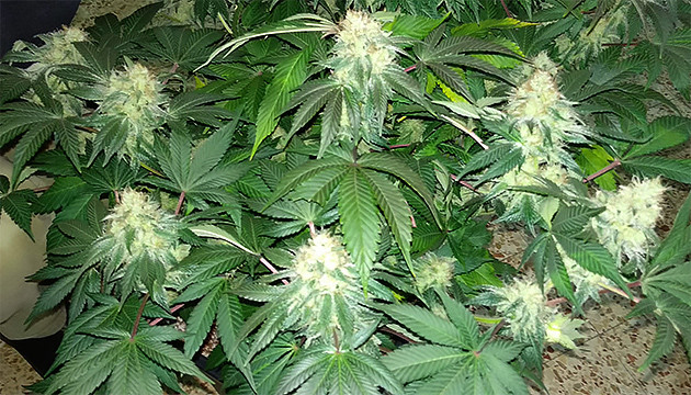 Харвест марихуаны Куст марихуаны перед харвестом