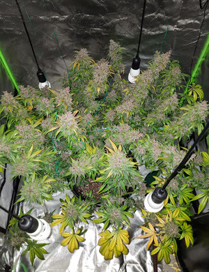 Промывка конопли