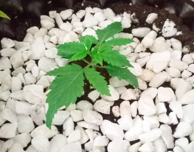Пересадка в горшок и полив марихуаны Росток Cream Caramel CBD от Sweet Seeds на 2 неделе