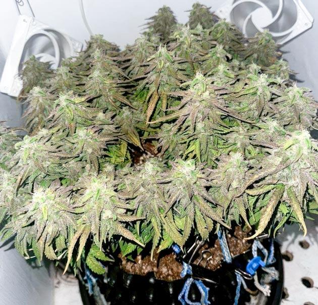 10 неделя сорта Godfather OG Auto от 7CH American