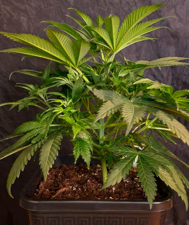 Дефолиация марихуаны Конопля на 5 неделе роста