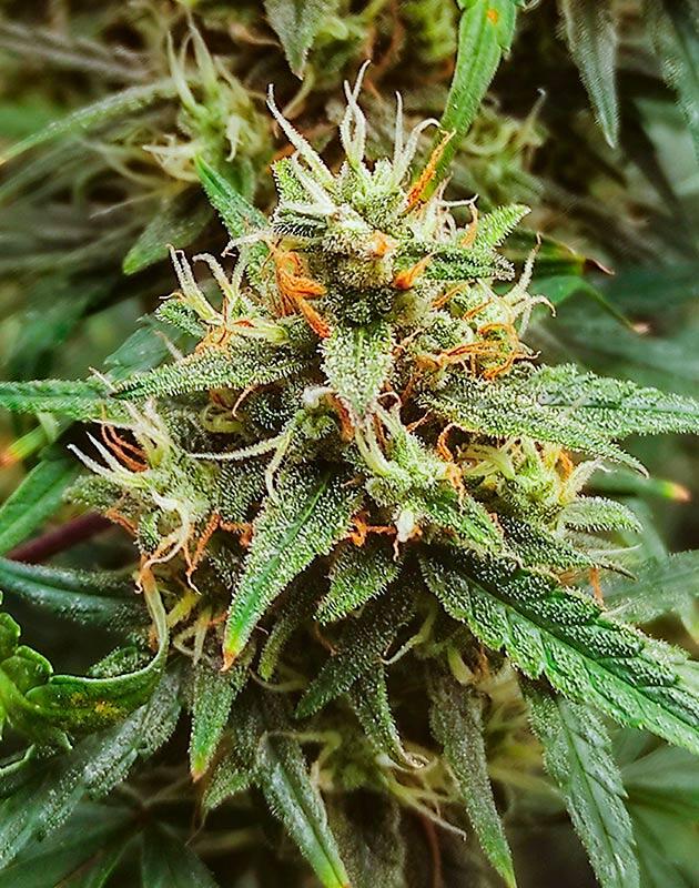 10 неделя выращивания сорта Wedding Glue Auto