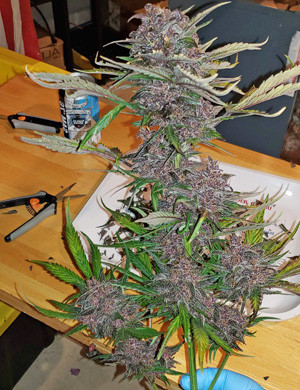 Кола после харвеста Срезаная кола LSD Auto