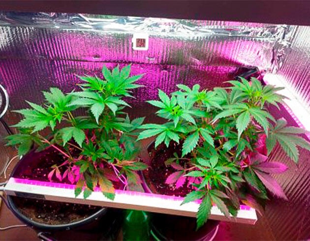 Кусты Auto Tutankhamon на 5 неделе развития