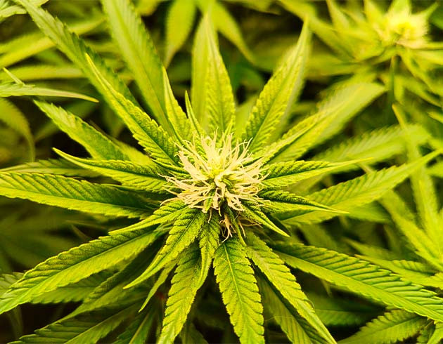 Световой ожог конопли