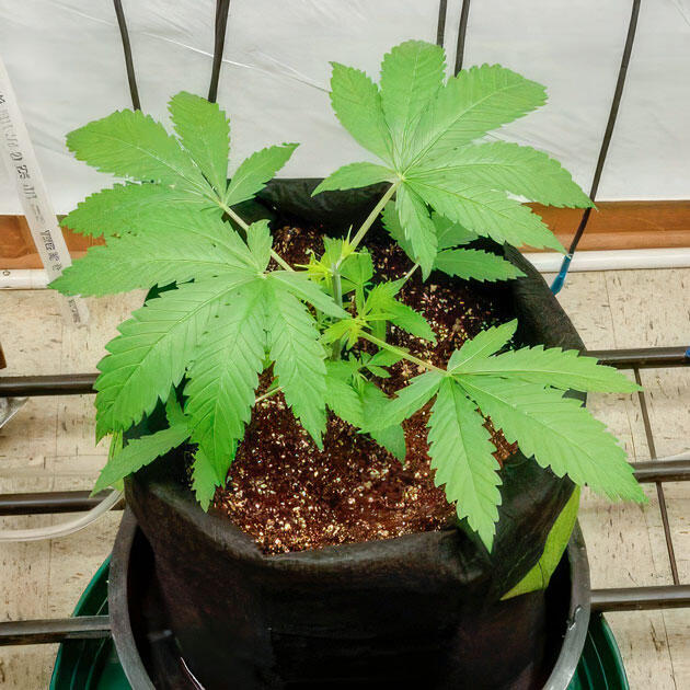 Куст Trainwreck Fast Version на стадии вегетации