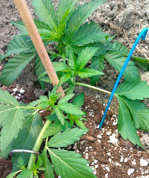 Растишка Pharaoh Auto от сидбанка Семяныч на 4 неделе