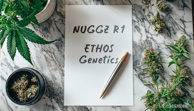 Гроурепорт сорта конопли NUGGZ R1 от ETHOS Genetics