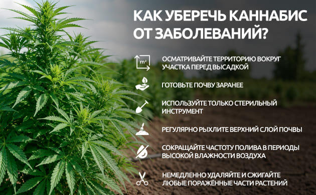 Профилактика заболеваний конопли в открытом грунте