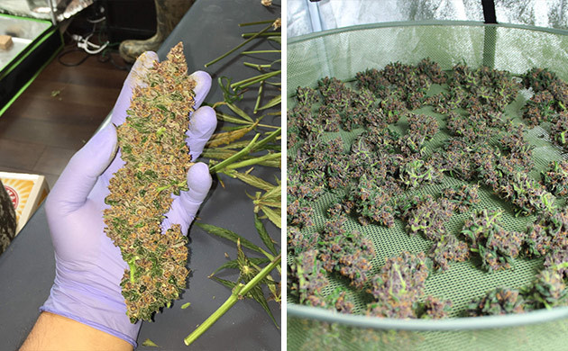 Собранные шишки LSD Auto