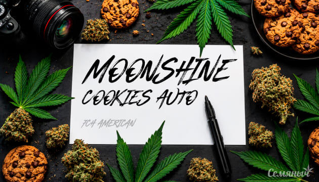 Гроурепорт сорта Moonshine Cookies Auto от 7CH American